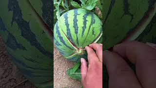 Easy Way To Break Open The Triploid Seedless Watermelon [upl. by Aetnahc]