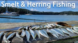 Smelt Fishing and Herring Fishing in Puget Sound，WA Caught Lumpenus Sagitta [upl. by Aidualc893]