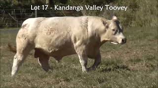 Lot 17 Kandanga Valley Toovey  Charolais  Sells 3rd August 2024 [upl. by Alansen528]