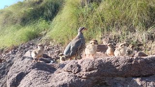 chakor ki bacchy  chakor chicks  Partridge chicks  birds voice [upl. by Lonni]