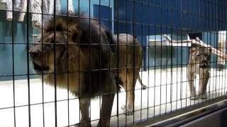 Lions Roaring at the Berlin Zoo [upl. by Nylecoj]