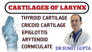 LARYNX CARTILAGES  ANATOMY  TYPES [upl. by Jelena]