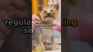 Grooming benefits grooming dogs [upl. by Lyreb]