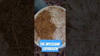 Mycelium Expansion [upl. by Chuu]