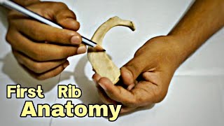 First Rib Anatomy  Bangla Demonstration [upl. by Enerod]