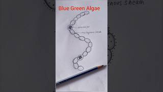 Blue Green Algae Nostoc Diagram shorts [upl. by Simona]