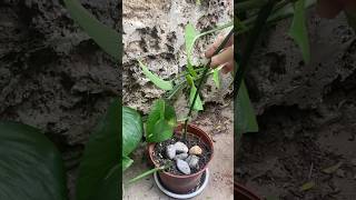 Outdoor Pothos Plant Design Ideas [upl. by Kiyoshi]