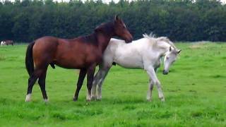 Horses in the field Stabilized [upl. by Oramlub]