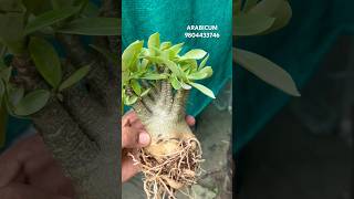 Adenium ARABICUM plants gardening [upl. by Auqenahc12]