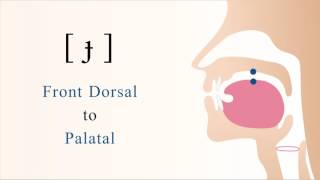 ɟ  voiced unaspirated front dorsal palatal stop [upl. by Adlanor]