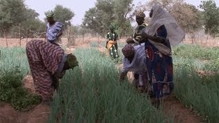 Lirrigation goutte à goutte au Burkina Faso [upl. by Teragram]