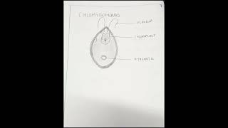 CHLAMYDOMONAS DIAGRAM [upl. by Rise448]