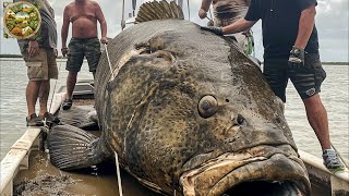 Nature Giant Grouper Fishing How ships catch hundreds of tons of fish in the ocean  Emison Newman [upl. by Gavrila]