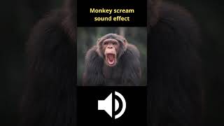 monkey scream sound effect [upl. by Pike]