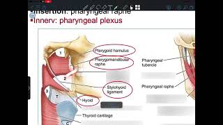 Anatomy Pharynx [upl. by Enimsaj]