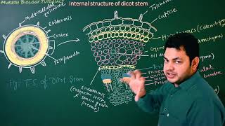 Dicot stem internal structure Anatomy of dicot stem for NEET [upl. by Atnaloj986]