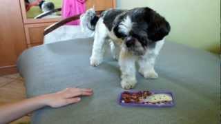 Tresura Shihtzu  Dog training Shihtzu Part1 [upl. by Bohon80]