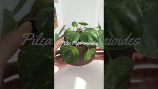 필레아페페 무늬 Pilea Peperomioides 식집사 houseplants [upl. by Gmur]