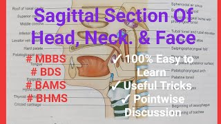 Sagittal Section Of Head Neck and Face  Point to Point discussion  MBBS [upl. by Lamahj144]