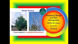 29 PATH 365 New Lec no 83 Mango Dieback [upl. by Ahsemik]