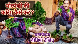 मोरपंखी की कटिंग्स लगाने का धमकेदार तरीका आपने आज तक नहीं देखा होगा  Unique Thuja Cutting method [upl. by Shuler943]