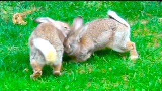 Two Big Male Rabbits Fighting [upl. by Sandeep]