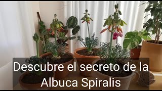 Descubre la increíble Albuca Spiralis y sus cuidados Este bulbo sudafricano tiene algo muy especial [upl. by Notsuj]