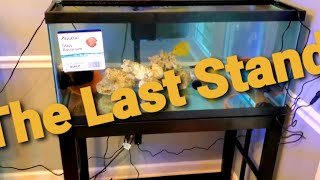 Reefing 35 40 Gallon Breeder QT Tank w Stand and Coral QT Tank Clean Up [upl. by Rosabella]