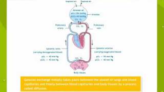 Breathing and exchanges of gases [upl. by Nalorac]