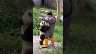 Panda Cub Wants to Play with keeper 🐼❤️ [upl. by Animsaj]