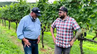 Grower Testimonial  Eric Steinbicker of Piccione Vineyards [upl. by Gert]