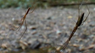 Araña Tetragnatha extensa Orb Weaver [upl. by Annairam683]