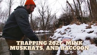 Trapping Season 2021 Mink Muskrat and Raccoon [upl. by Ennaylil]