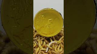 10 000 Mealworms vs CHOCOLATE [upl. by Odnama]