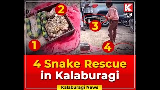 Kalaburagi  4 Snakes Rescue  Forest Department [upl. by Lapides743]