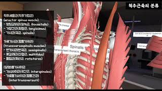 VR로 보는 척추근육의 분류 [upl. by Nuncia226]