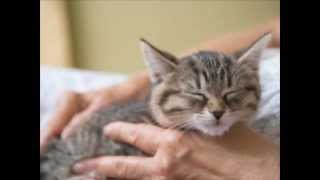 Cat Purring Sound Effect [upl. by Nylatsyrc]