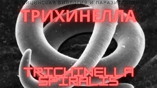 Трихинелла  Trichinella spiralis  Трихинеллез Жизненный Цикл Симптомы Диагностика Профилактика [upl. by Aynotak]