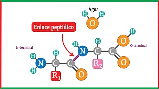 Formación del enlace peptídico y su ruptura mediante hidrólisis [upl. by Pauwles]