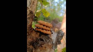 I offered my cookies to little red Ants in Reserve forestshorts youtubeshorts nature [upl. by Stutsman666]