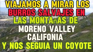 BURROS SALVAJES Y COYOTES DE CALIFORNIA EN MORENO VALLEY [upl. by Adnaval12]