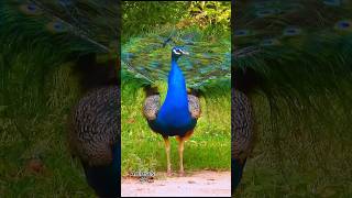 Peafowl bird  Peacock sound ❤️ 😍 💖 birds peacocksound [upl. by Marchelle]