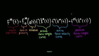 Isometric Length Tension Relationships [upl. by Aikemit]