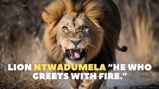 Lion NTWADUMELA the worst enemy of hyenas [upl. by Ingeborg]