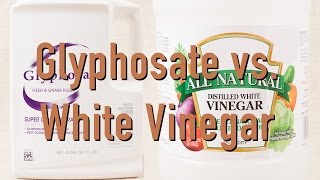 Killing Weeds With Glyphosate vs Distilled White Vinegar  DiTuro Productions [upl. by Amilah]