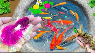 530 morning fresh beautiful find betta fish ornamental fish Koi fish Channa fish catfish [upl. by Nylegna]