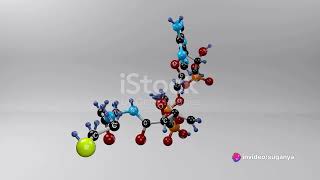 Fatty Acid synthesis [upl. by Gwenni634]