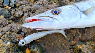 Fish After Fish  Tobago Fishing 🇹🇹 [upl. by Annahahs]