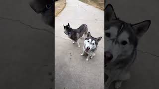 How I tire out my huskies [upl. by Fital]