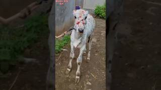 Lampy disease khillar calf💔🥺subscribe [upl. by Arela]